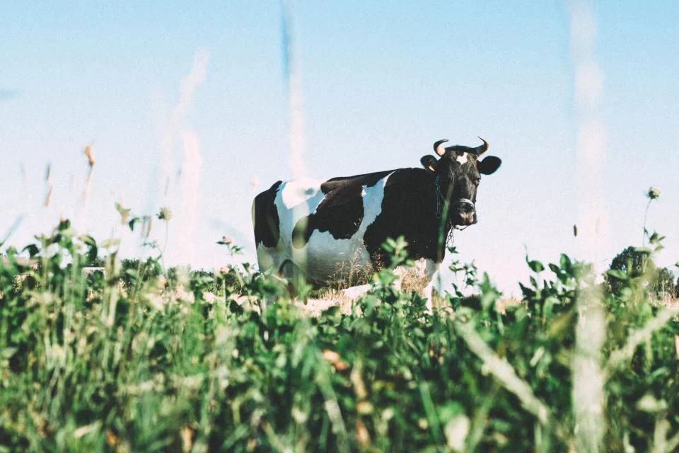 Cows grazing